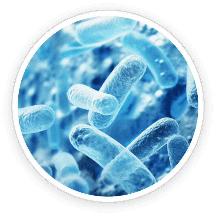 Lactobacillus Paracasei 